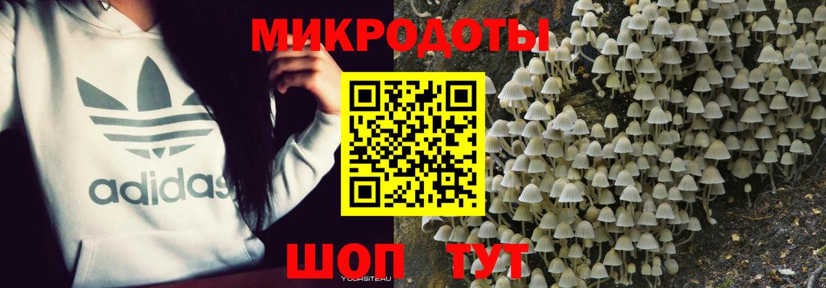 Галлюциногенные грибы Psilocybine cubensis Киров